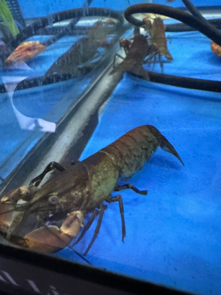 Red Brick Crayfish (Cherax Boesemani)