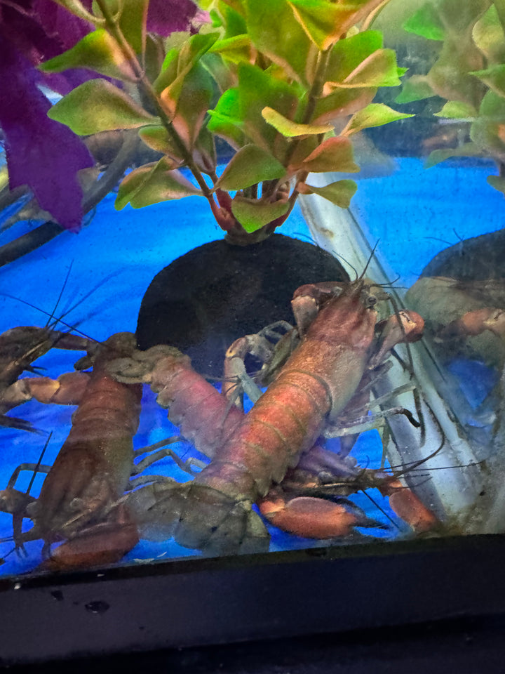 Red Brick Crayfish (Cherax Boesemani)