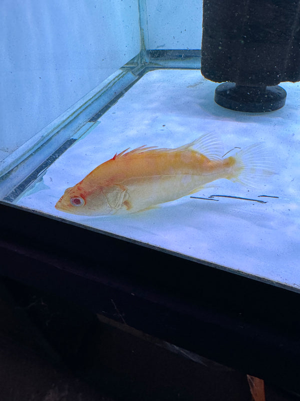 Albino Red Eye Chinese Perch (Siniperca Chuatsi)