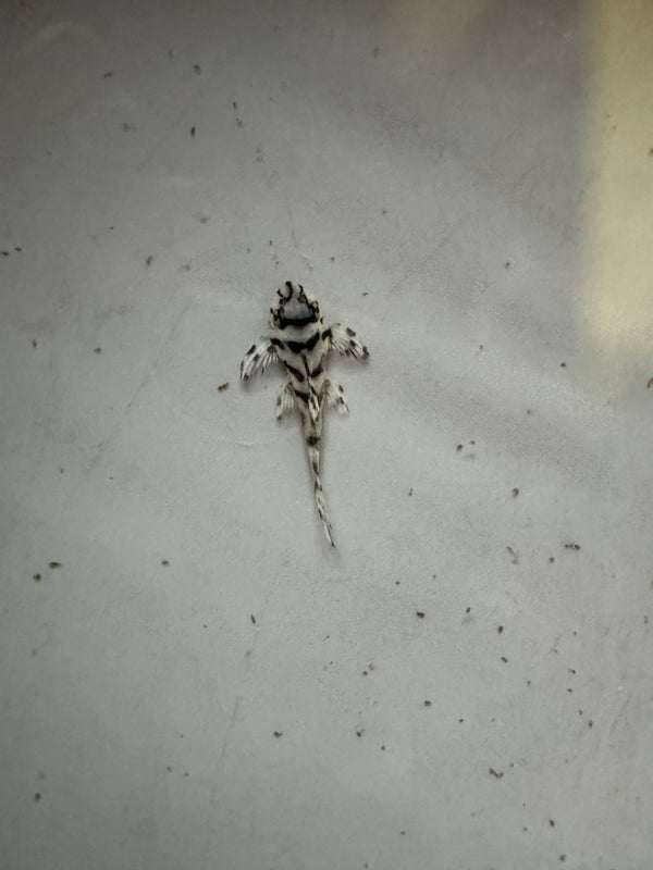 L236 Super White Pleco (Hypancistrus Sp.)