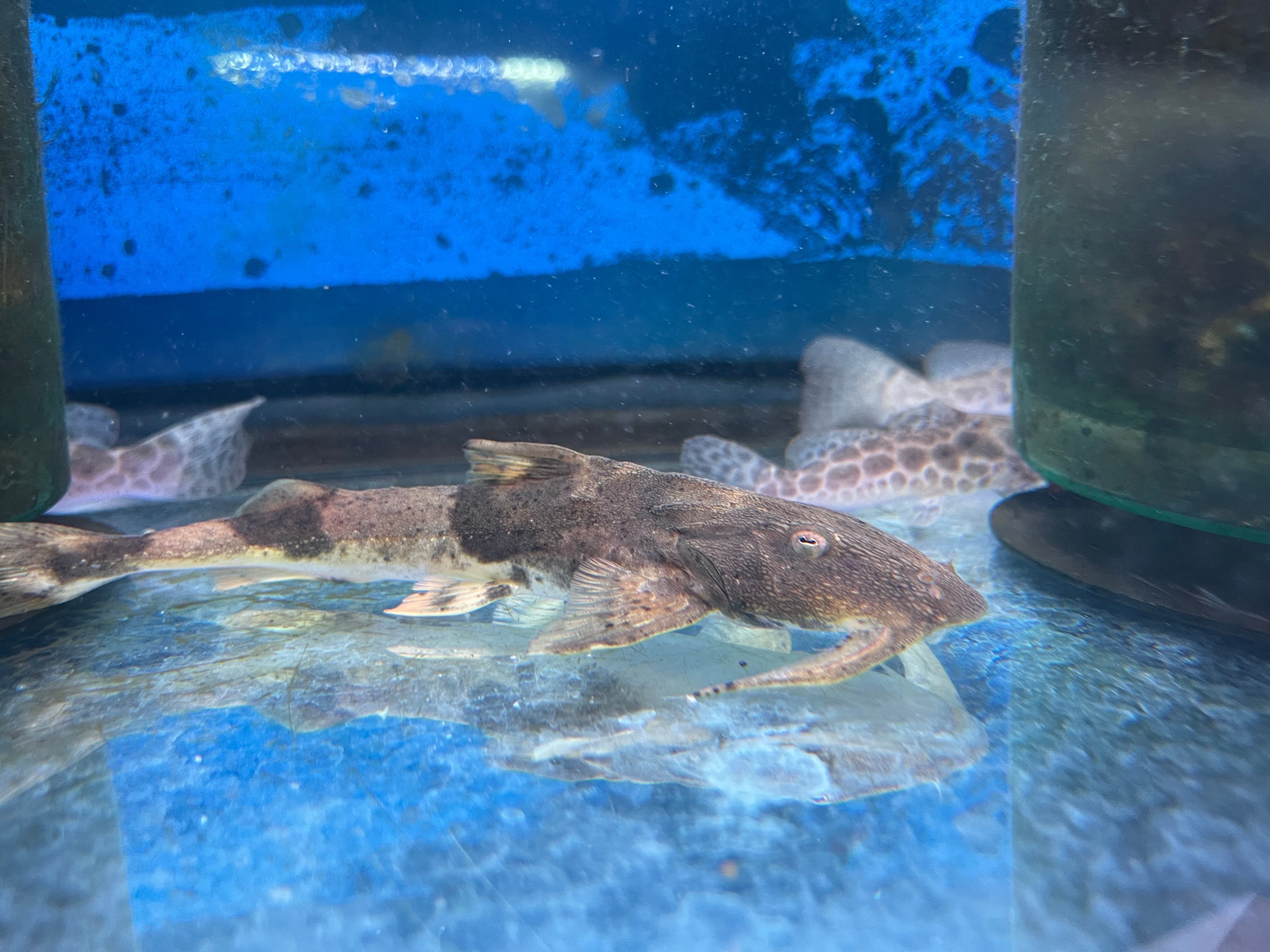 Goonch Catfish (Bagarius Yarrelli) – monsteraquariumonline