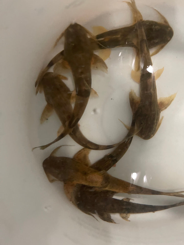 Goonch Catfish (Bagarius Yarrelli)