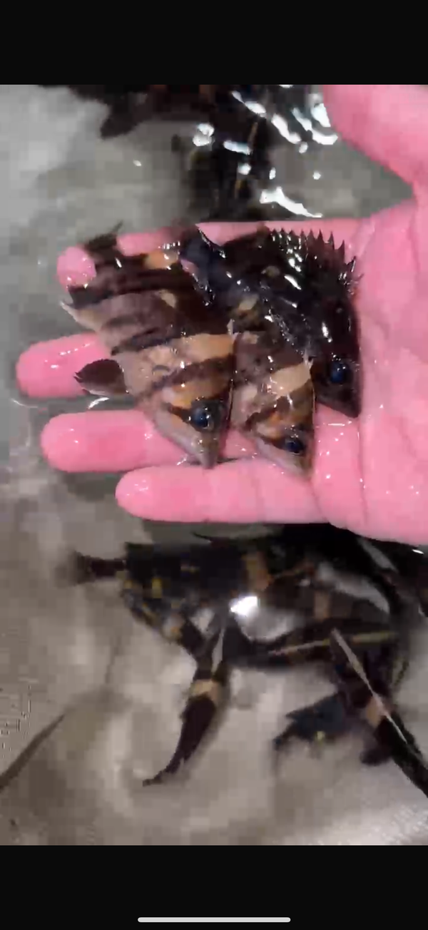 Mixed Bar Indo Datnoid ( Datnioides microlepis )