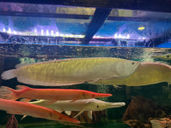 Albino Silver Arowana (Osteoglossum bicirrhosum)