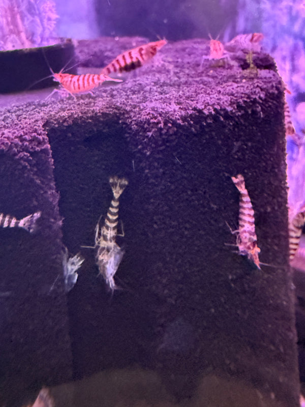 Indian Zebra shrimp (Caridina babaulti)