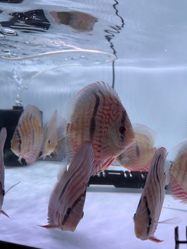 Captive Bred Heckel Discus (Symphysodon aequifasciatus)