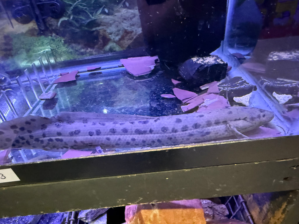 Spotted Lungfish (Protopterus Annectens )