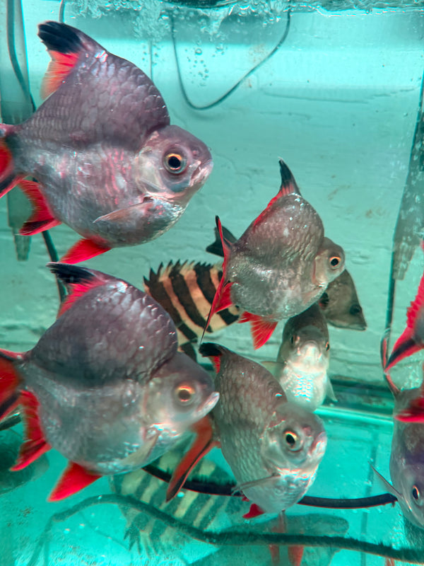 chinese hook snout carp fish Chinese Hooksnout Carp (Opsariichthys bidens)