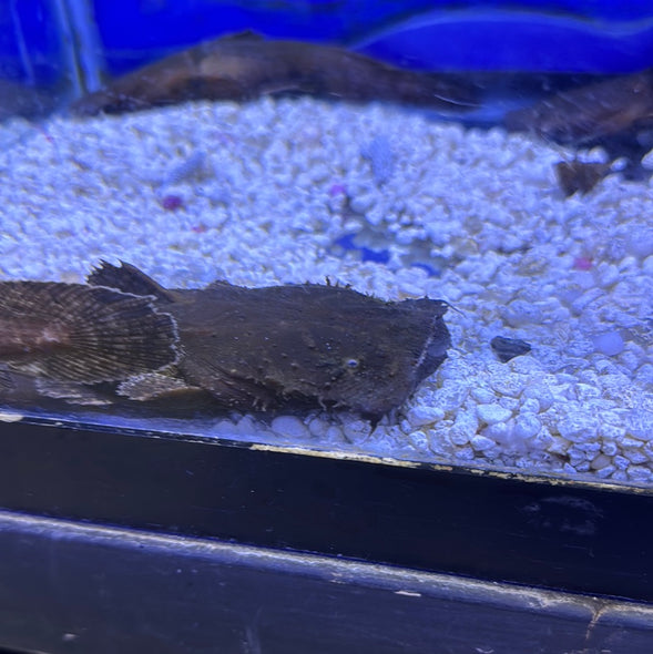 Chaca frogmouth Catfish (Chaca bankanensis)