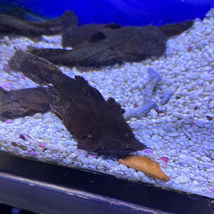 Chaca frogmouth Catfish (Chaca bankanensis)