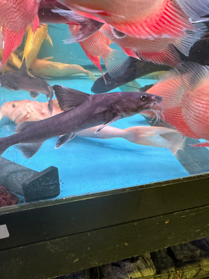 Shovelnose sea catfish (Hemiarius verrucosus)