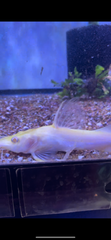 Albino Chrysichtys Ornatus Catfish ( Claroteidae)