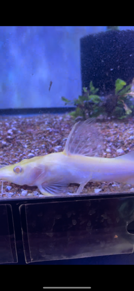 Albino Chrysichtys Ornatus Catfish ( Claroteidae )