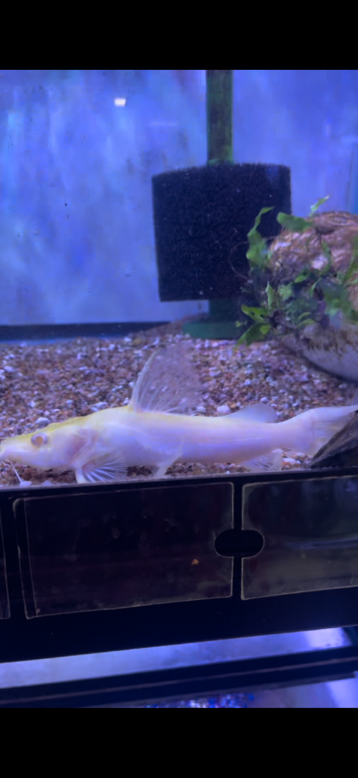 Albino Chrysichtys Ornatus Catfish ( Claroteidae )