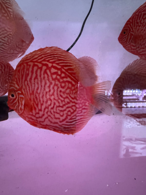 Albino Tiger Turquoise Discus (Symphysodon aequifasciatus)