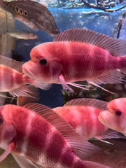 Albino Frontosa (Cyphotilapia frontosa) male