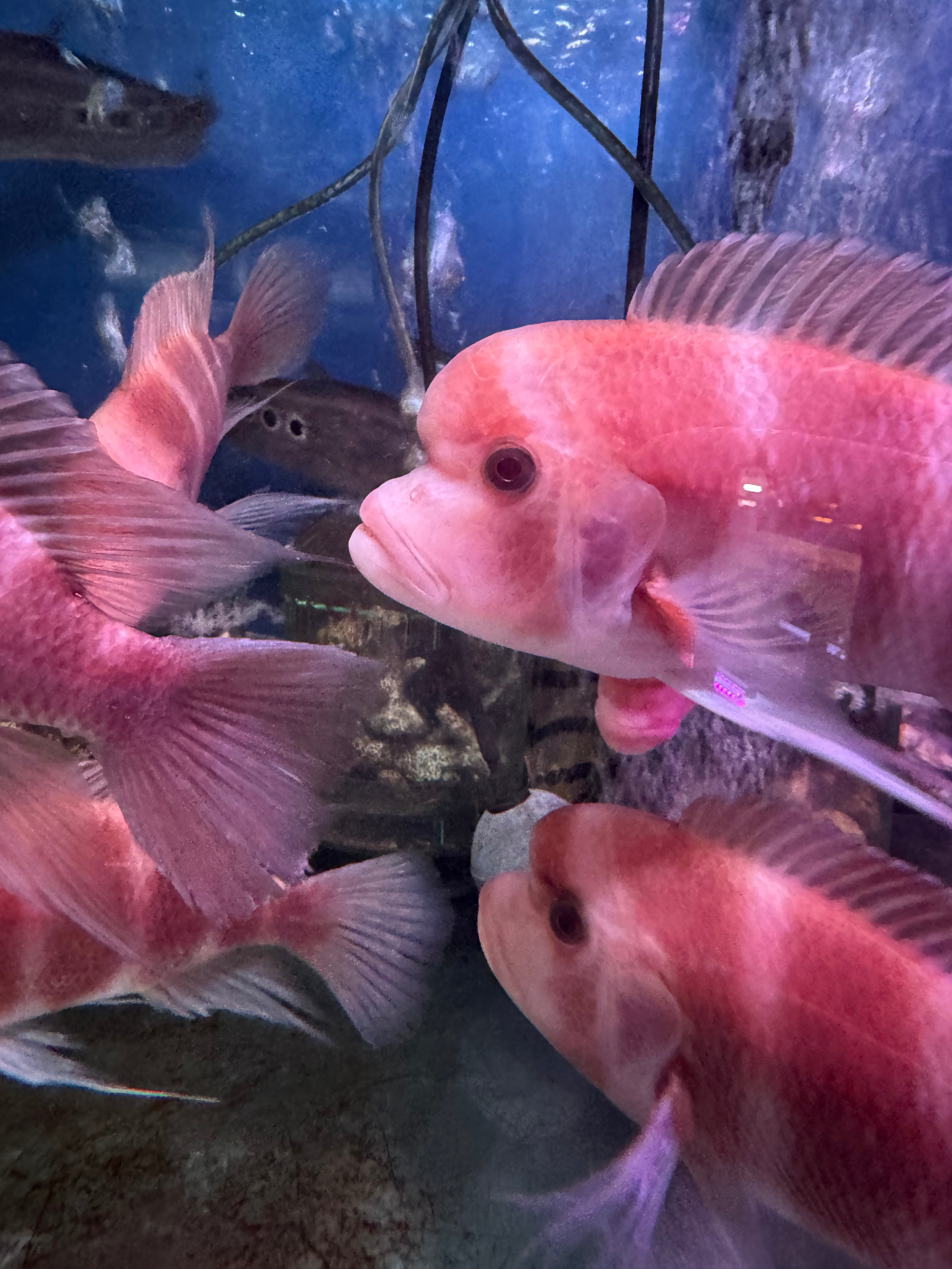 Albino Frontosa (Cyphotilapia frontosa) male – monsteraquariumonline