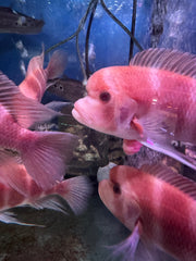 Albino Frontosa (Cyphotilapia frontosa) male