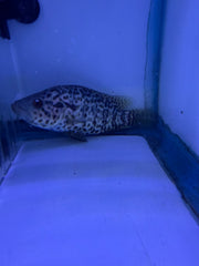Managuense Cichlid (Parachromis managuensis)
