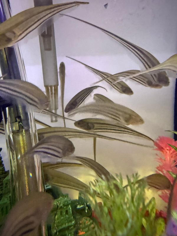 Transparant  Knifefish (Eigenmannia virescens)