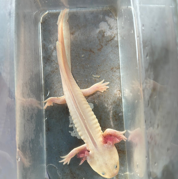 Leucistic Axolotl (Ambystoma mexicanum)