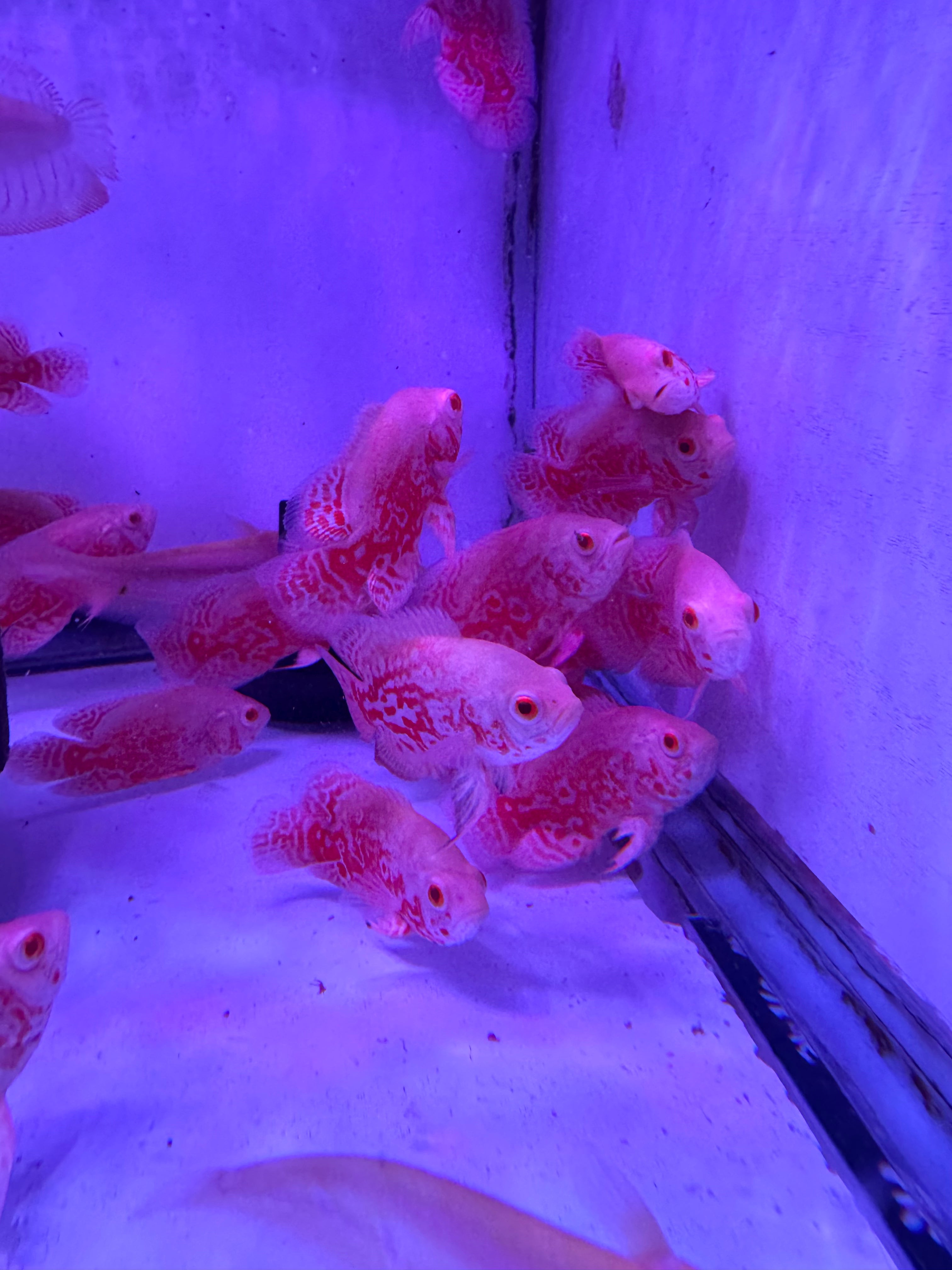 Chili Red Oscar (Astronotus ocellatus) – monsteraquariumonline