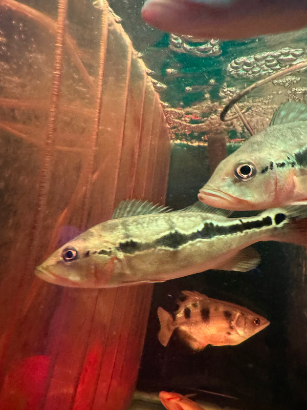 Fogo peacock bass ( Cichla Marinae )