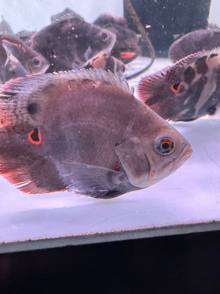 Short body Wild Oscar (Astronotus ocellatus)