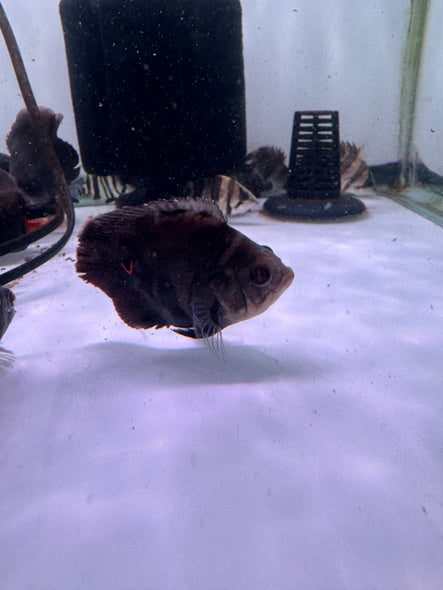 Short body Wild Oscar (Astronotus ocellatus)