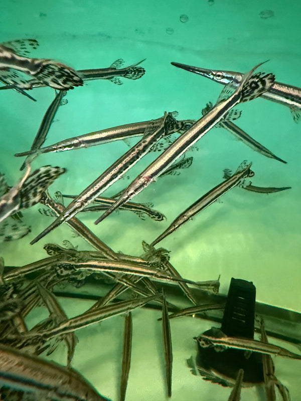 Longnose gar (Lepisosteus osseus)