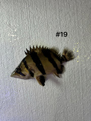 Siamese Tiger Fish (Datnioides Pulcher)