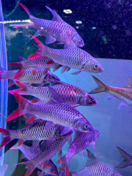 African Rainbow Mahseer (Labeobarbus malagarisi)