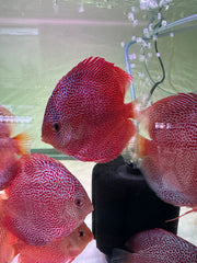 Eruption spider Discus (Symphysodon aequifasciatus)