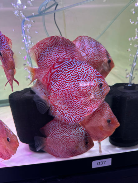 Eruption spider Discus (Symphysodon aequifasciatus)