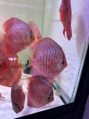 Eruption spider Discus (Symphysodon aequifasciatus)