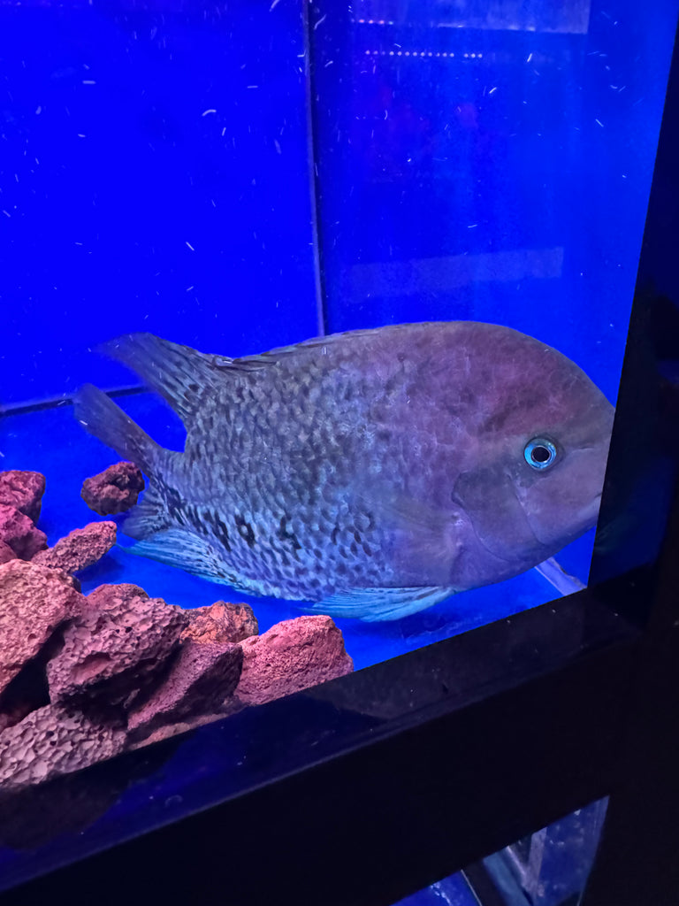 Chisel tooth cochlid ( Herichthys Bocourti ) – monsteraquariumonline