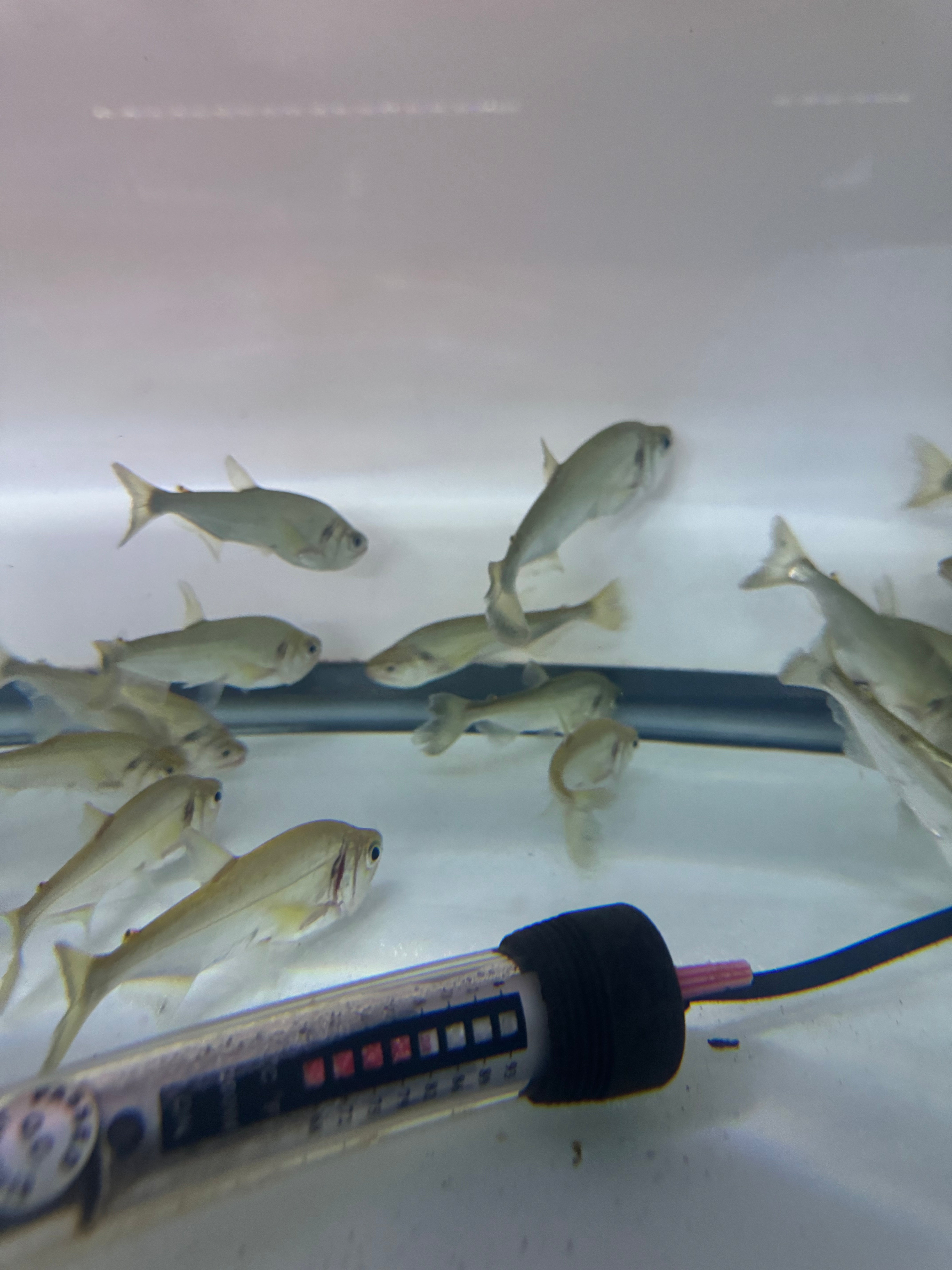 Vampire Tetra ( Hydrolycus Armatus ) – monsteraquariumonline