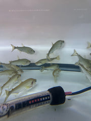 Vampire Tetra ( Hydrolycus Armatus )