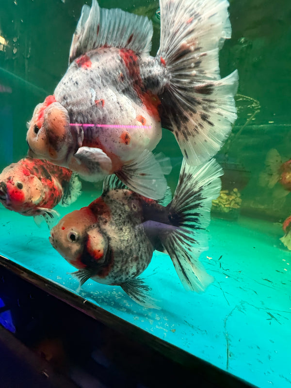 AAA Grade "General" Thai Oranda Goldfish (Carassius Auratus)