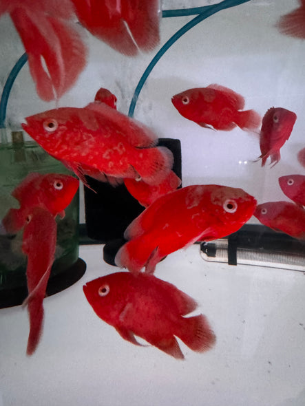 Albino Nemo Red tiger Oscar (Astronotus ocellatus)