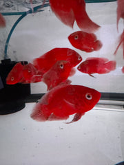 Albino Nemo Red tiger Oscar (Astronotus ocellatus)