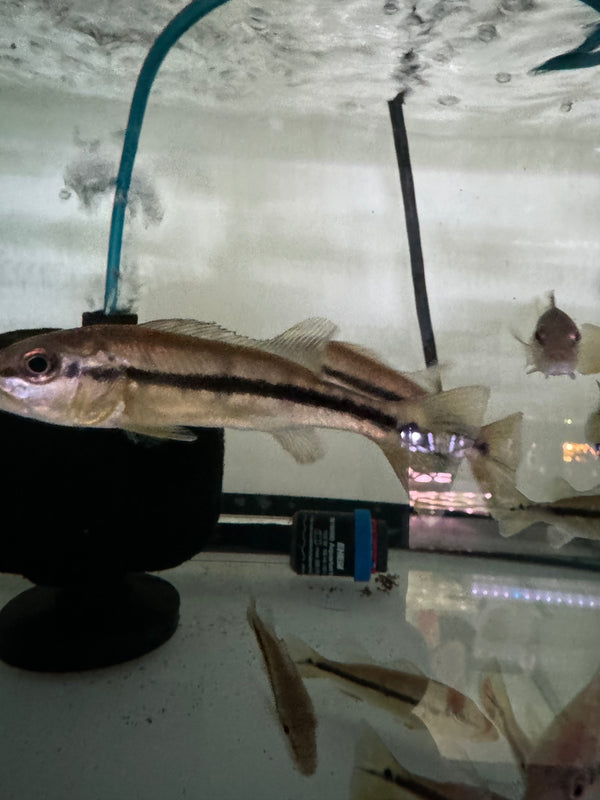 Peacock Bass for Sale | Exotic Freshwater Fish