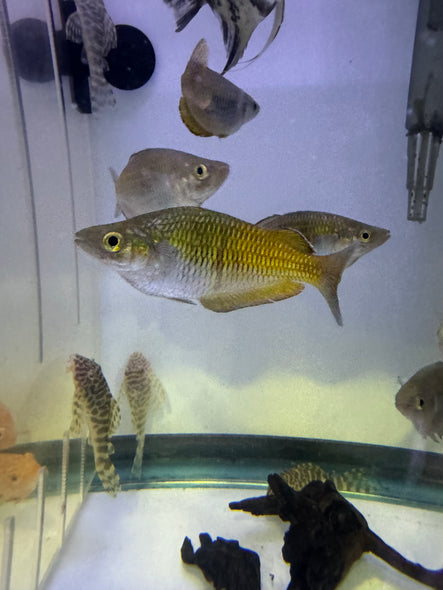 Yukase Rainbowfish ( Melanotaenia Boesemani )