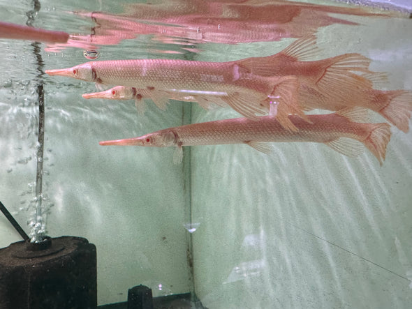 Golden Albino Florida Gar ( Red Eye ) (Lepisosteus platyrhincus)