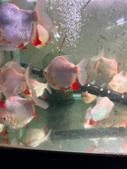 Shortbody Albino Pacu (Piaractus brachypomus)