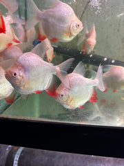 Shortbody Albino Pacu (Piaractus brachypomus)