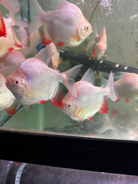 Shortbody Albino Pacu (Piaractus brachypomus)