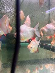 Shortbody Albino Pacu (Piaractus brachypomus)