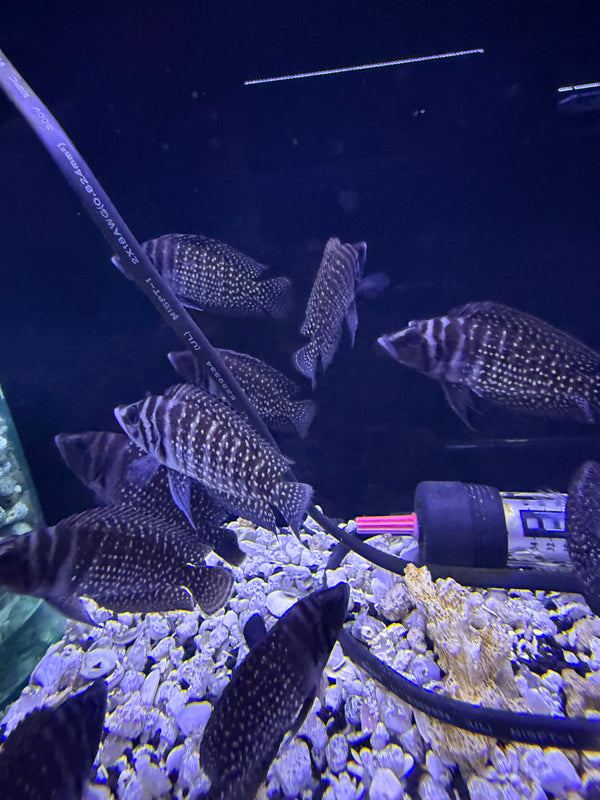 Pearl Calvus ( Altolamprologus calvus )