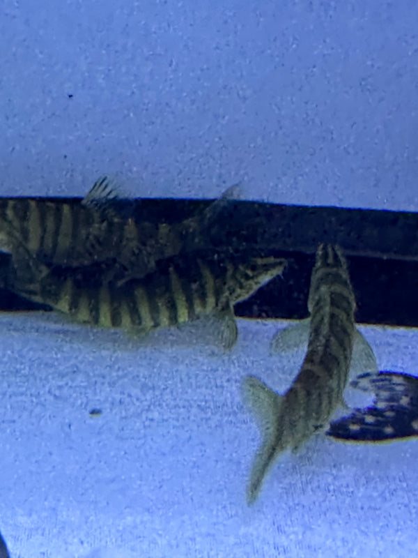 Golden Zebra Loach (Botia histrionica)